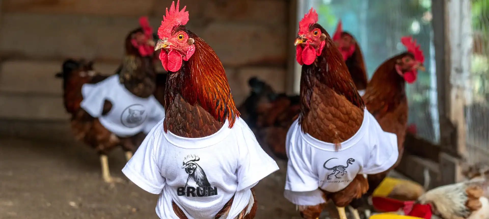 About Mad Rooster Designs